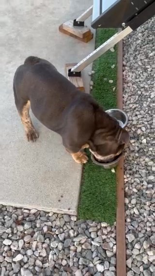 English Bulldog