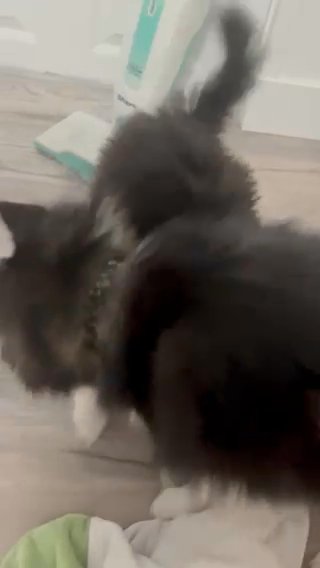 Udon The Mini Pomsky Needs A Home!