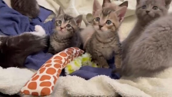 Cutest Bunch