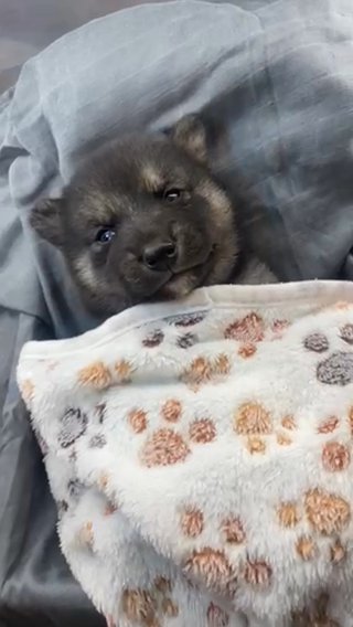 Adorable Pomsky