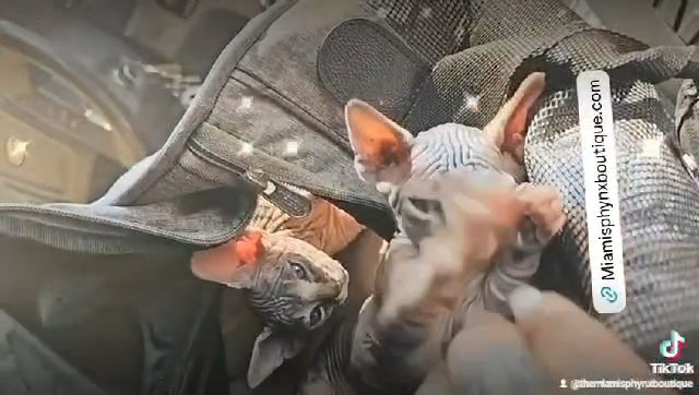 Baby Sphynx Kittens For Sale