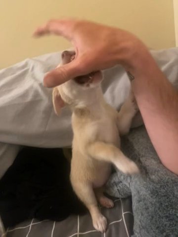 Female 6 Weeks Old