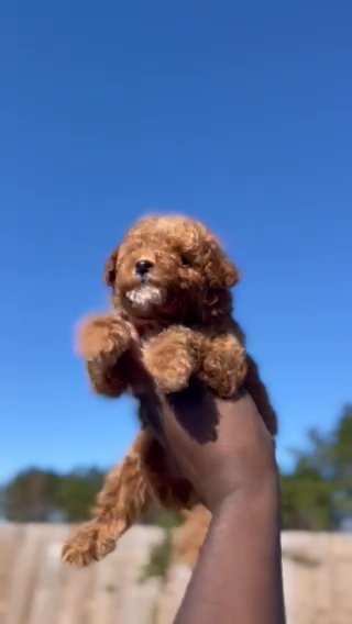Red Toy Poodle
