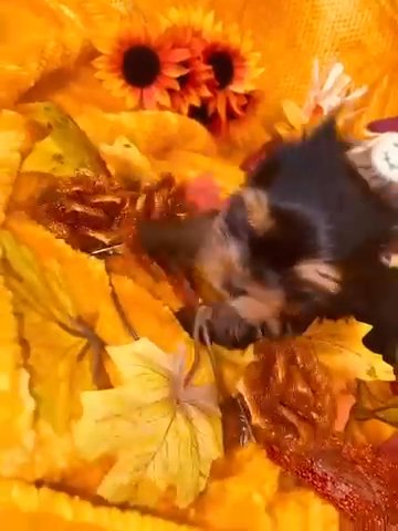 Beautiful Yorkshire Terrier Tiny