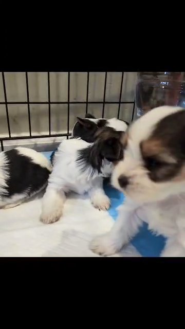 female parti yorkies