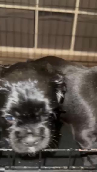 Mixed Cocker Spaniels in Los Angeles, California