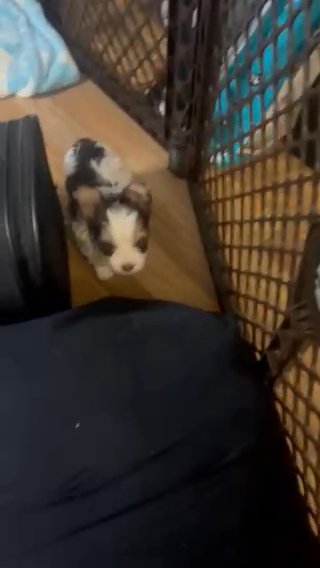 2 Parti Chocolate Male yorkie