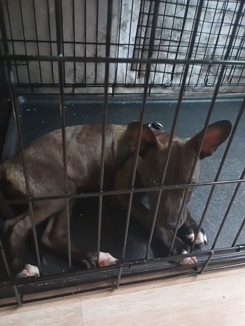dog