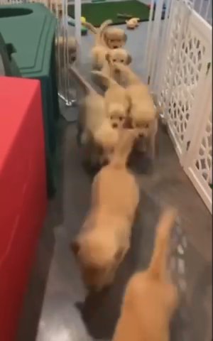 Puppies For Sale