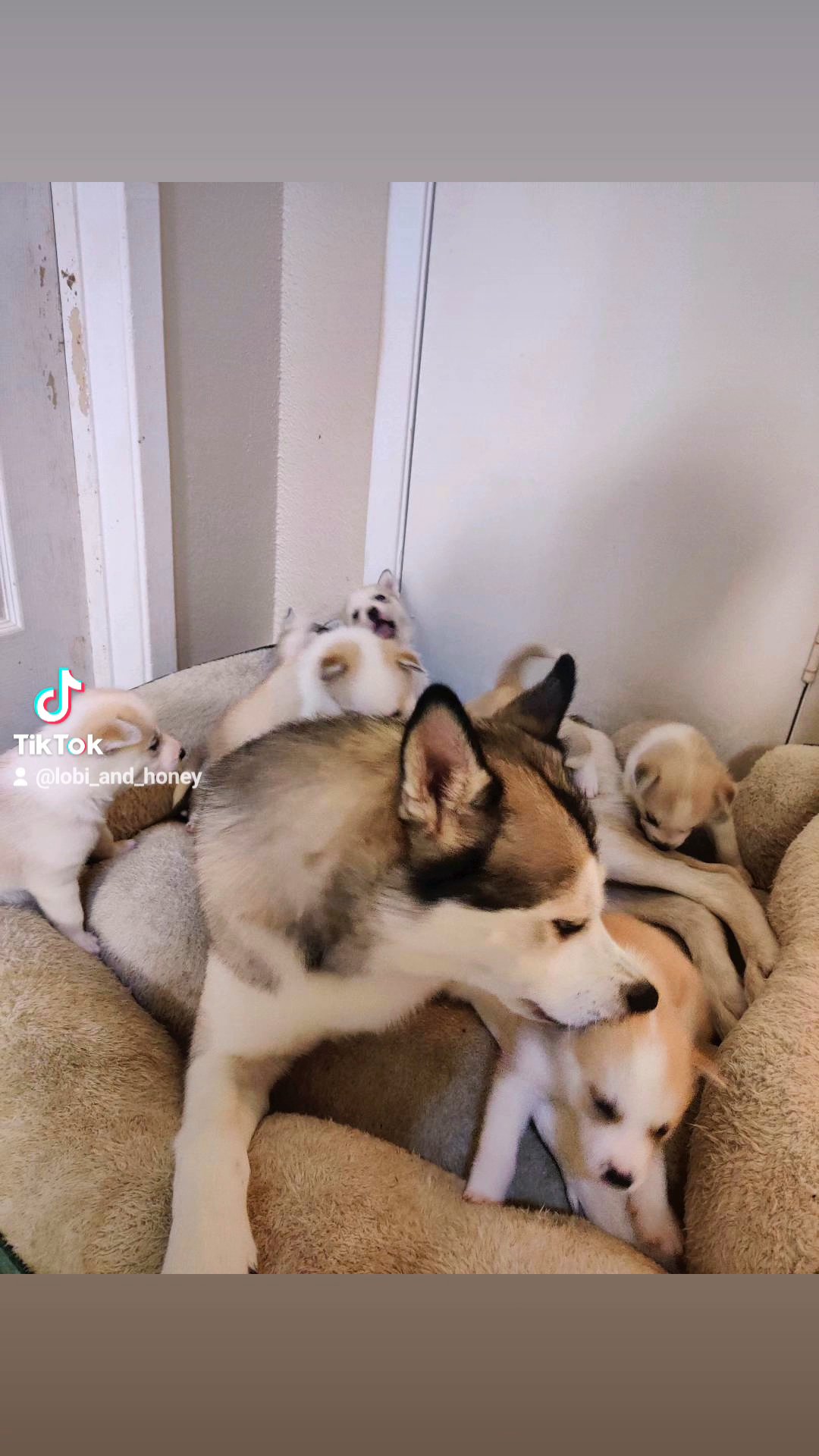 husky