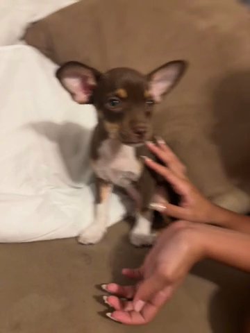 Chihuaha For Sale Pensacola Florida (2 Months Old)