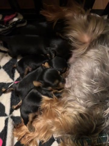 Yorkies
