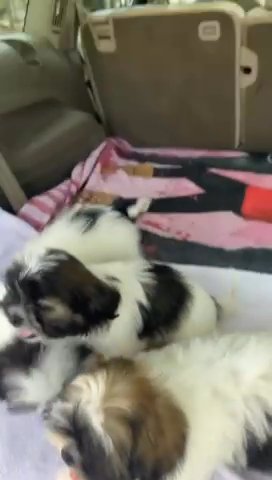 Shih Tzu Puppies