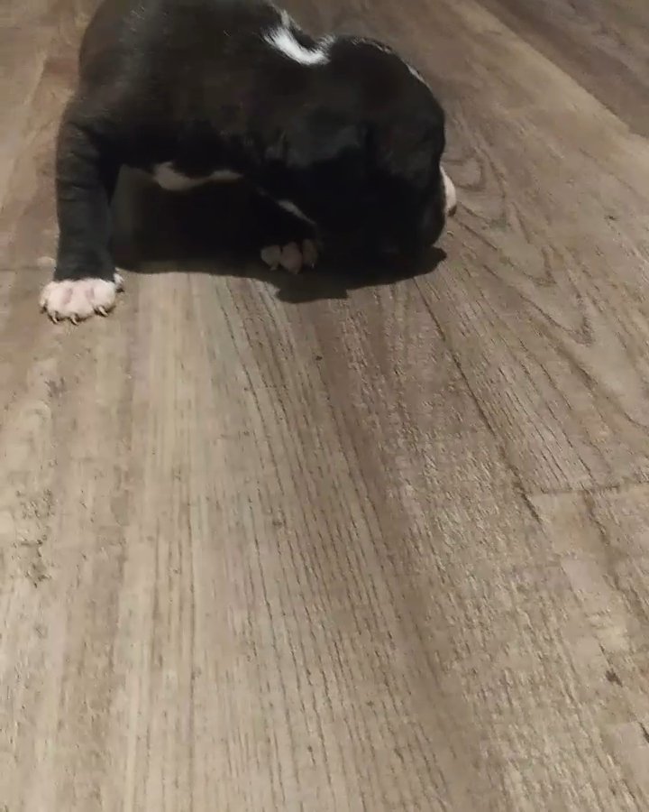 Meryl tri pitbulls 4sale and other colors