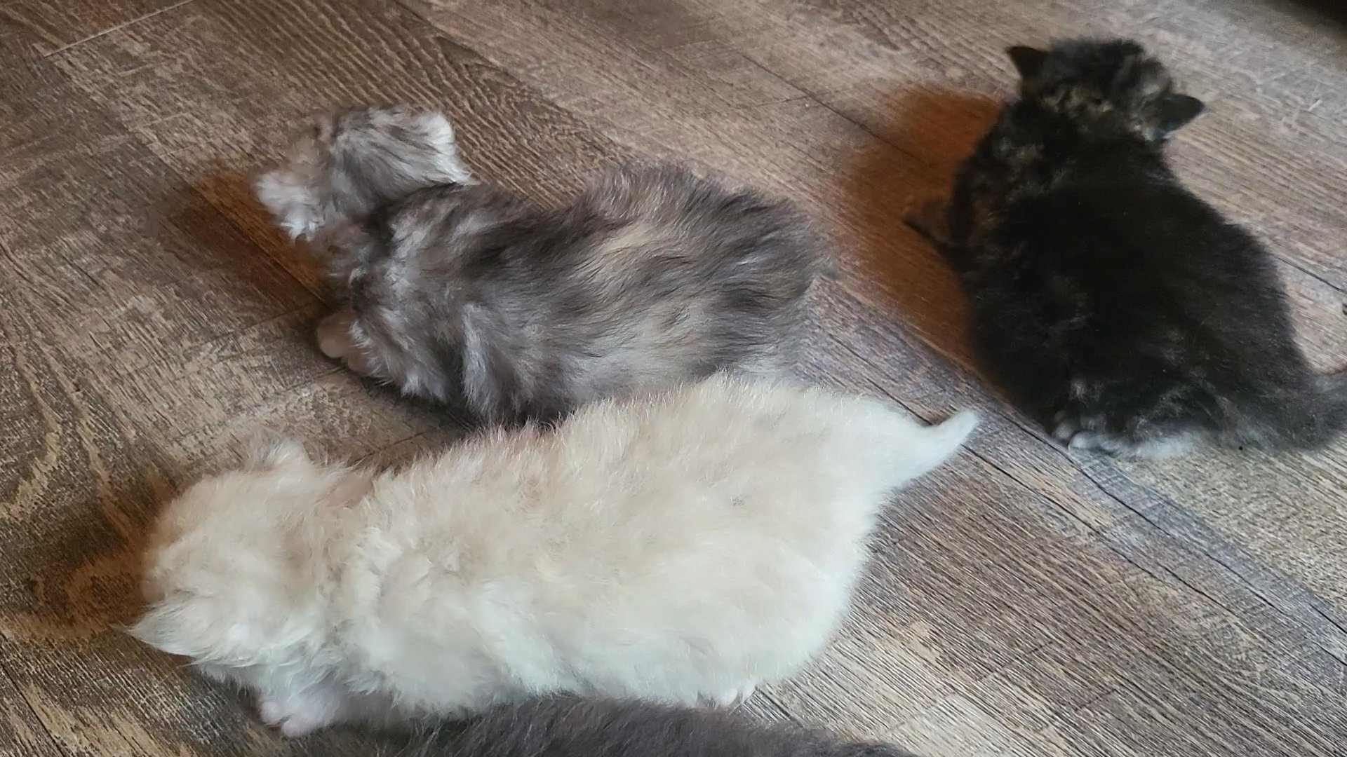 Ragamuffin kittens
