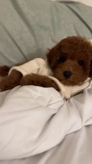Toy Poodle Puppy For Sale