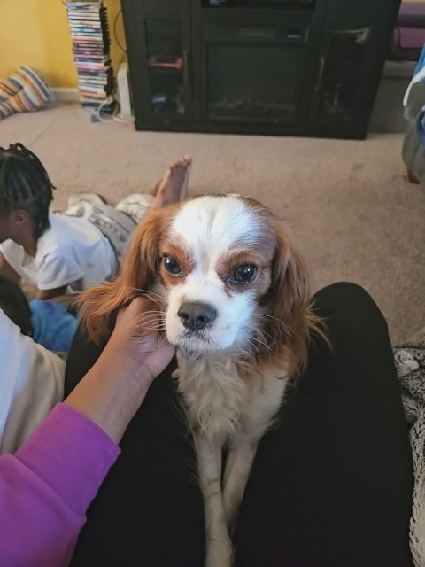 King Charles Cavalier Spaniel