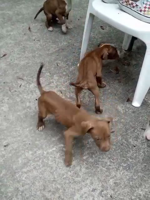pitbull puppies