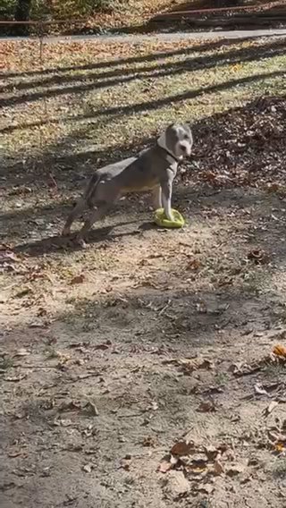 American Bully 1 year 4 months