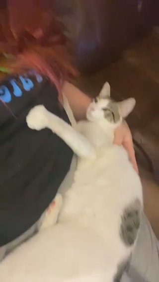 Tabby Cat 11 Months