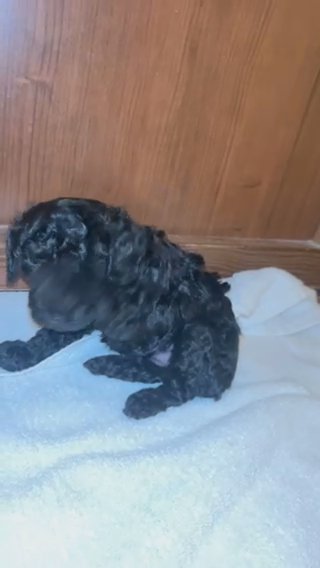 GIRL  TOY POODLE