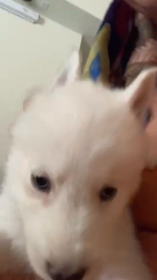 Beautyful Blue eyed pomsky Snow White coat