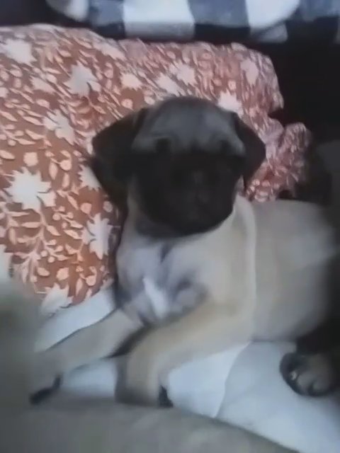 PUG