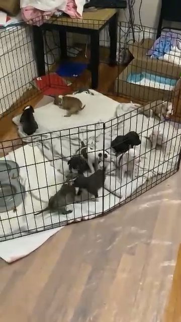 Pitbull puppies for sale