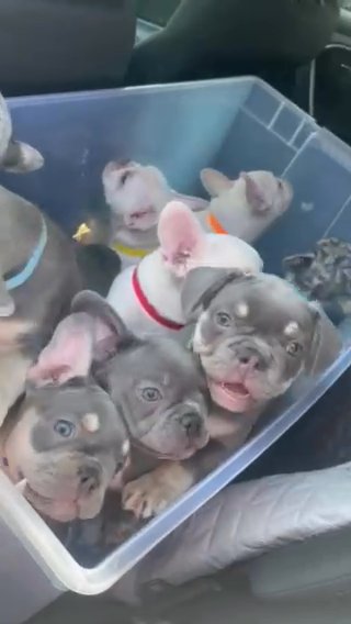 Frenchie Puppies For Sale