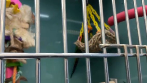 Jenday Conure