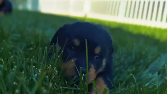 Rottweiler puppies!!