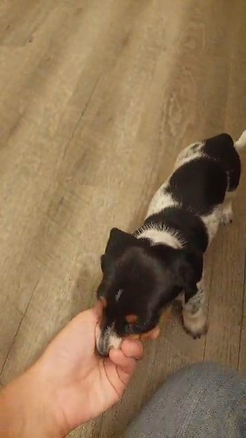 full blood pie bald dachshund (weenie dog) female