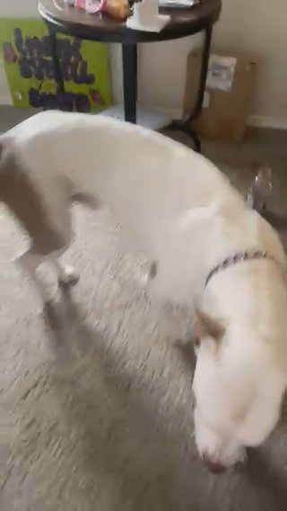 Dog For Sell