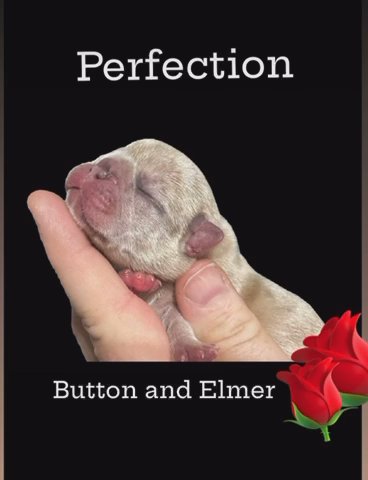 Button And Elmer Pups
