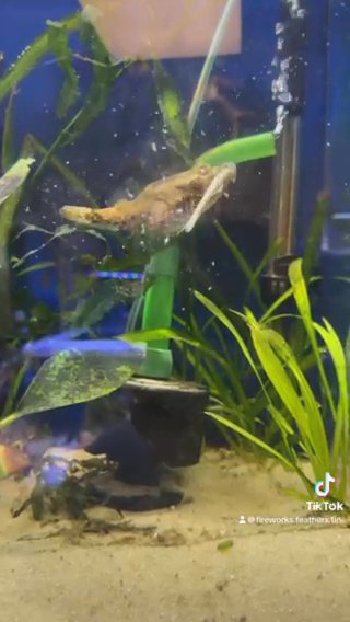 Dragon Puffer