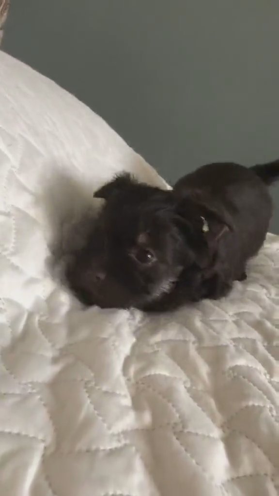 kb black Yorkie