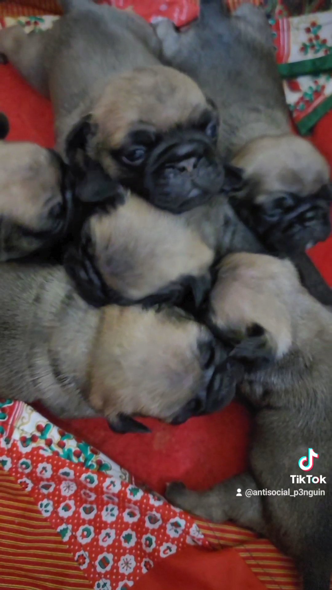 Pug Puppies