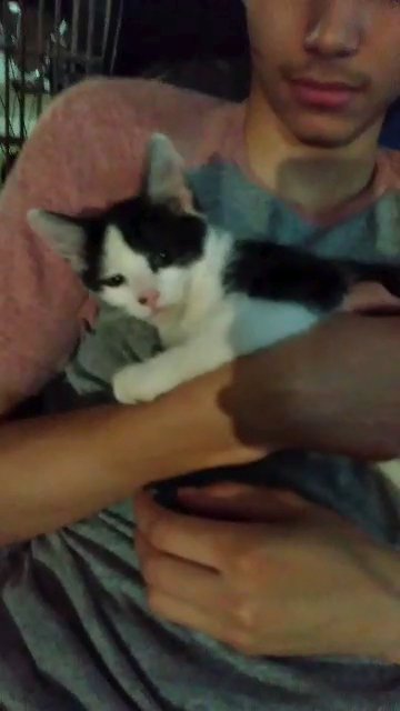chubbs