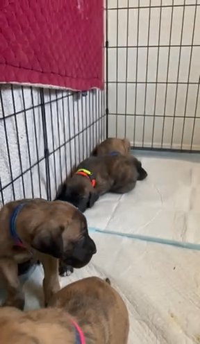 Akc Register Great Dane