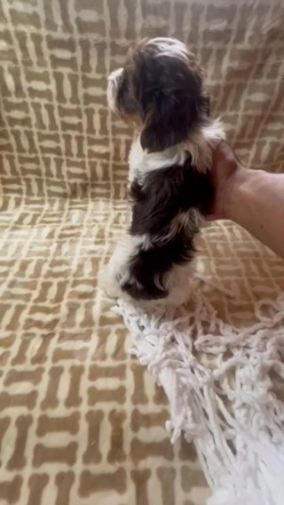 Chocolate Parti Yorkie