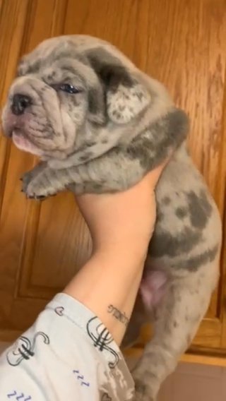 Merle Male