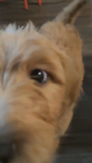 2 Golden Doodle Puppies