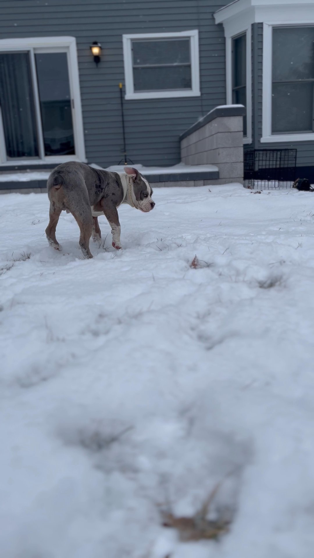 7 month old male puppy