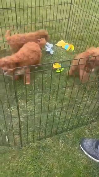 Cavapoos