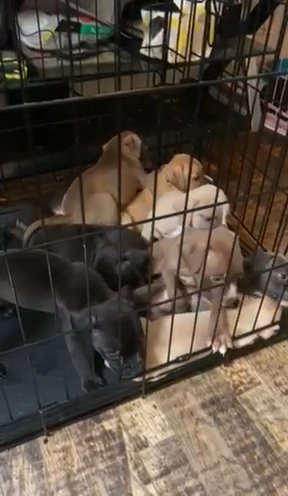 Pitt bull Babies