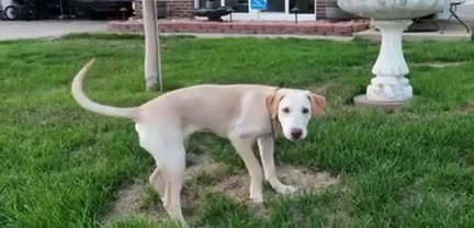 Luna The 8month Old Yellow Lab