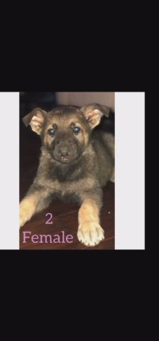 German shepherds