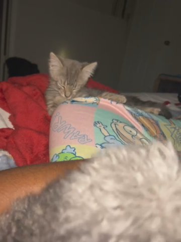 British shorthair kitten