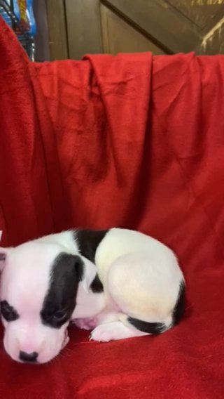 Pocket Bully Female ABKC