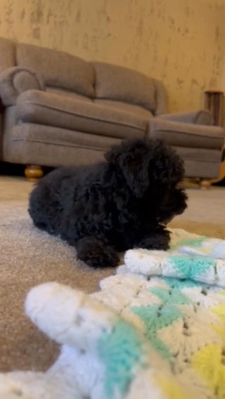 Yorkie Havanese